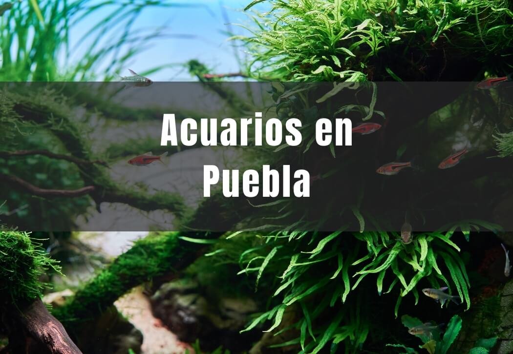 acuarios cerca de mi en Puebla