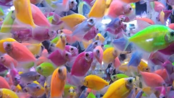 Mercado De Peces Mixhuca como llegar