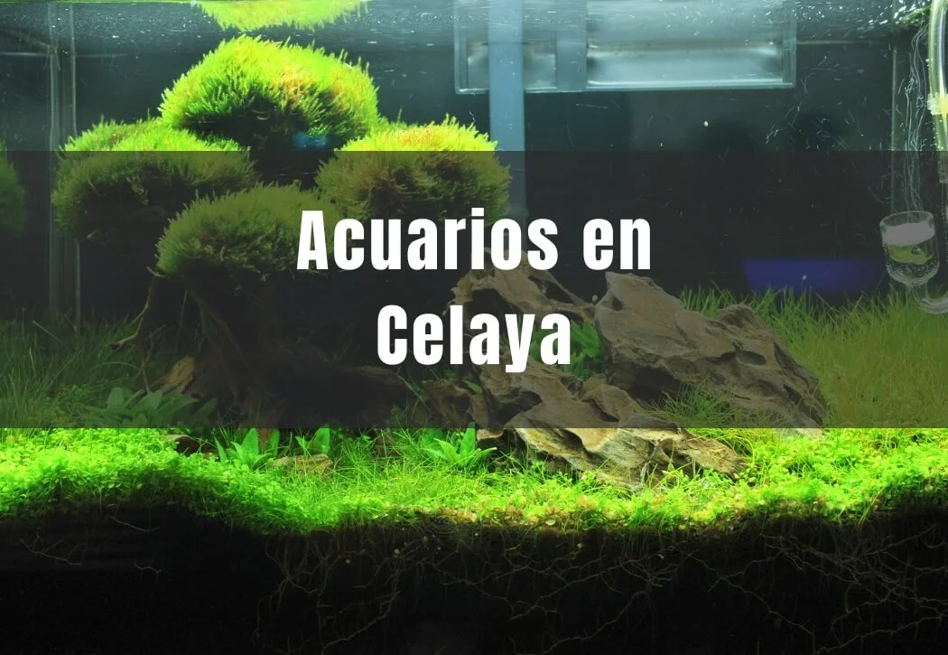 Acuarios cerca de ti en Celaya