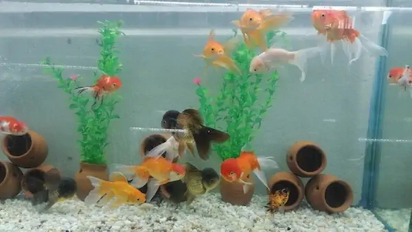 Fachada del acuario Acuario Biofish