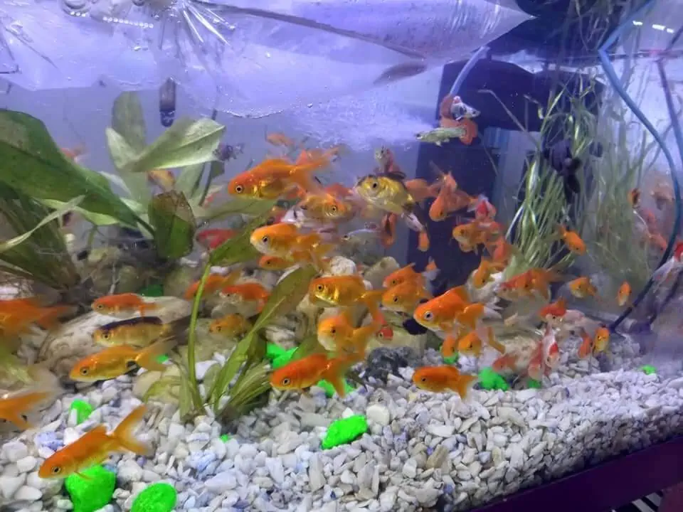 Fachada del acuario Acuario Camilo Pet's