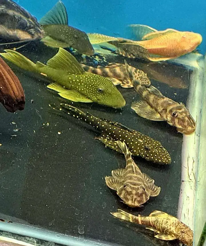 Fachada del acuario Acuario Capital Fish Celaya