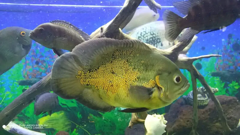 Fachada del acuario Acuario Colima 