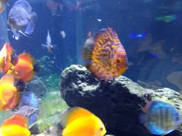 Fachada del acuario Acuario Estrada