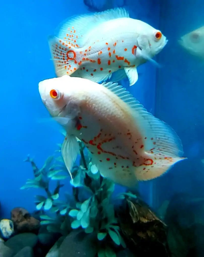 Fachada del acuario Acuario Fantasia
