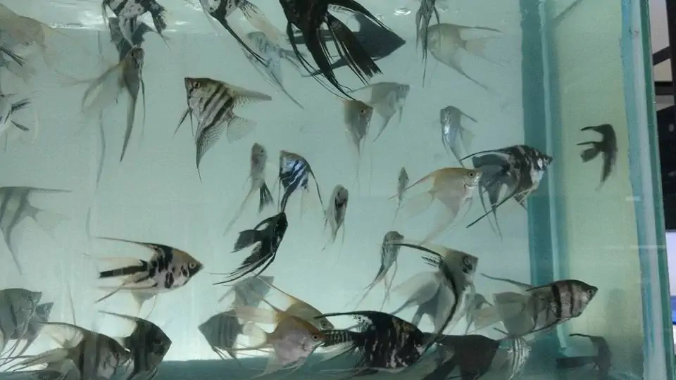 Fachada del acuario Acuario Fish World