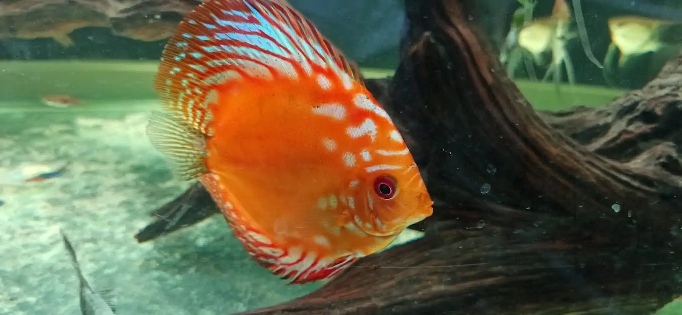 Fachada del acuario Acuario Hidalgo