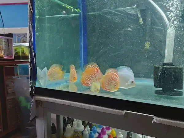Fachada del acuario Acuario Hobby Fish Depot