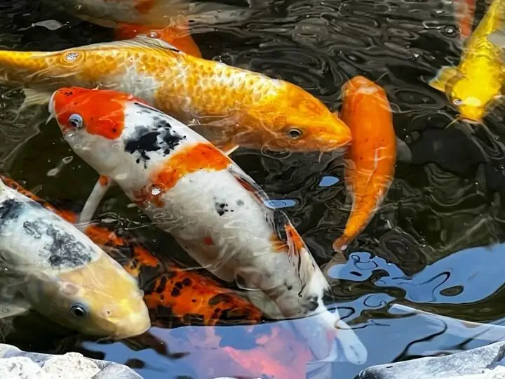 Fachada del acuario Acuario Pepe Pez