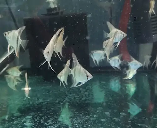 Fachada del acuario Aqua Terra Peces y Reptiles