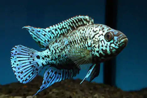 Fachada del acuario Big Fish Aquarium Boutique