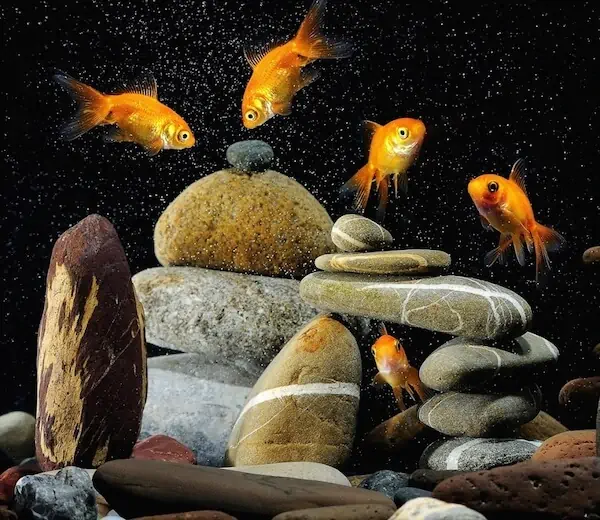 Fachada del acuario Fun Co Pez Acuario
