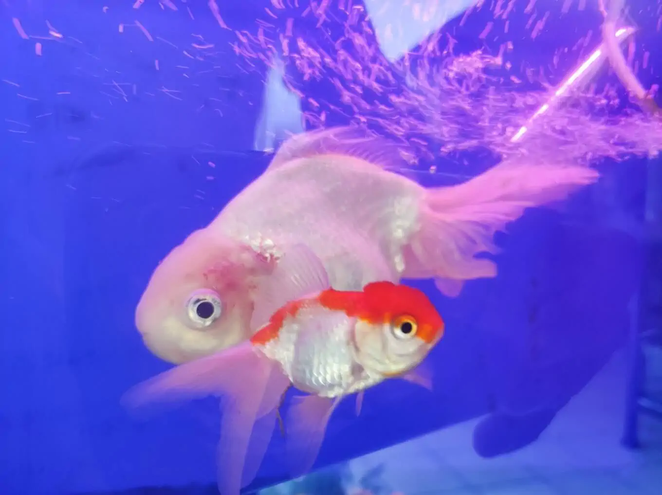 Fachada del acuario Mundo Azul Aquarium