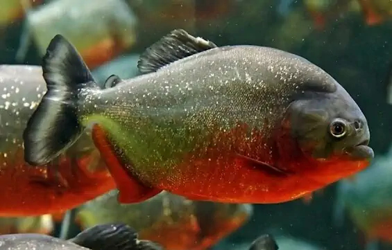 Fachada del acuario Pirañas Aquarium