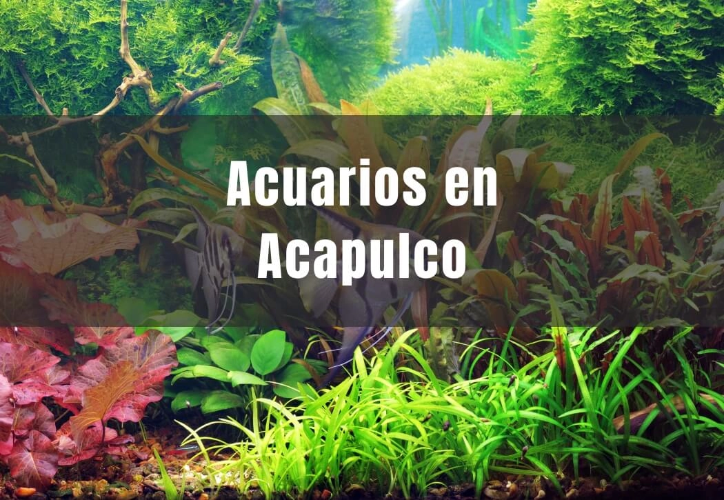Acuarios cerca de ti en Acapulco