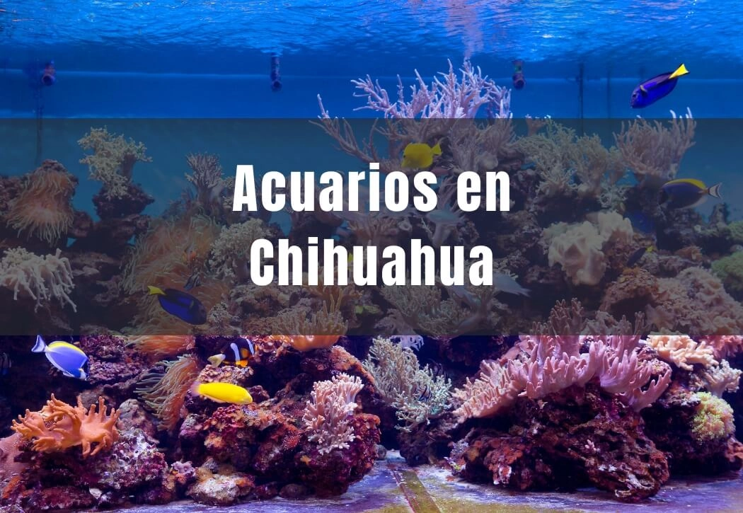 Acuarios cerca de ti en Chihuahua Capital
