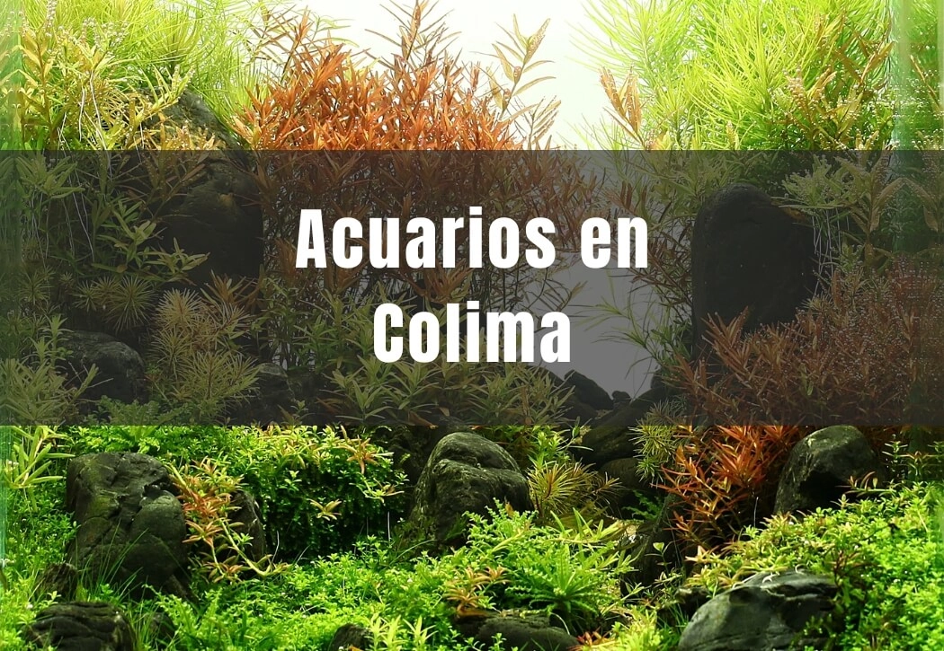Acuarios cerca de ti en Colima Capital