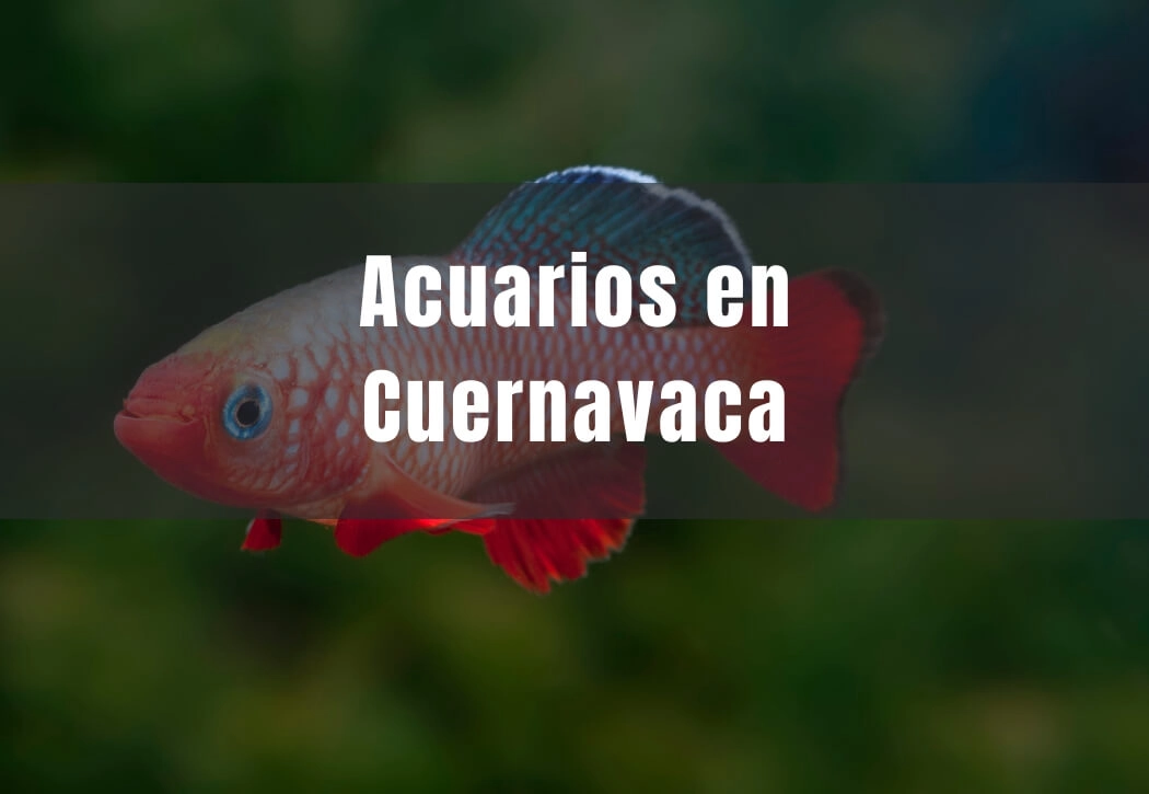 Acuarios cerca de ti en Cuernavaca