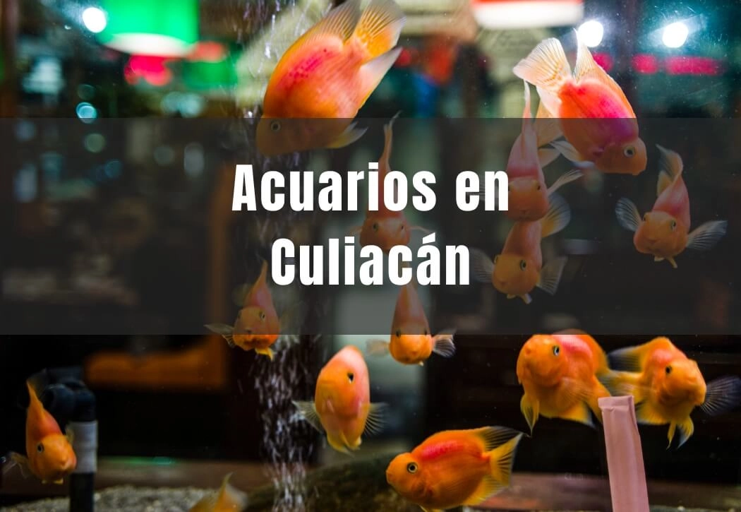 Acuarios cerca de ti en Culiacán