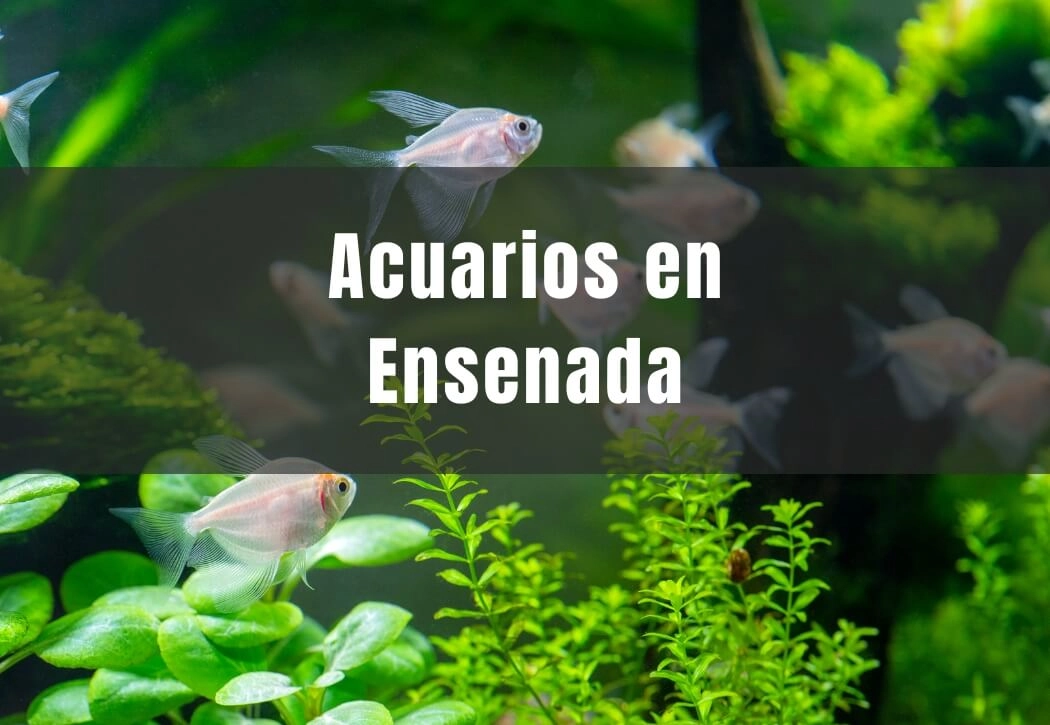 Acuarios cerca de ti en Ensenada