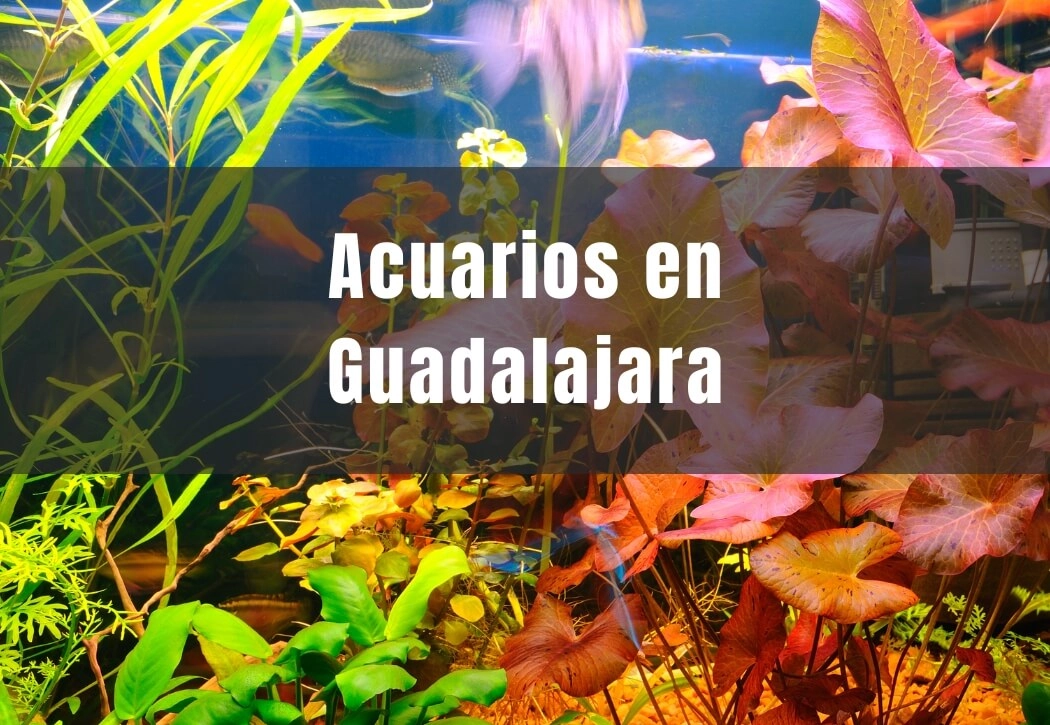 Acuarios cerca de ti en Guadalajara