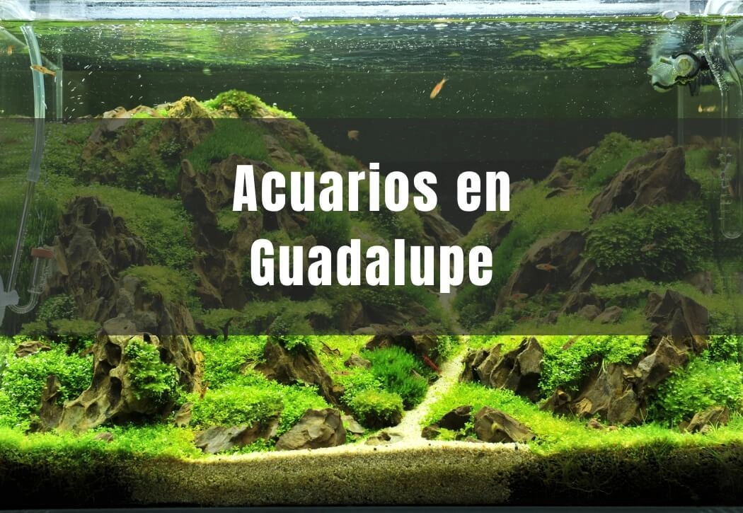 Acuarios cerca de ti en Guadalupe