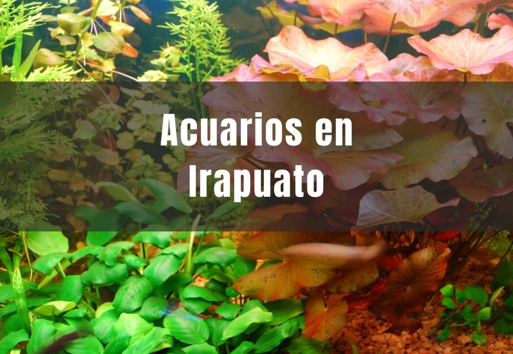 Acuarios cerca de ti en Irapuato