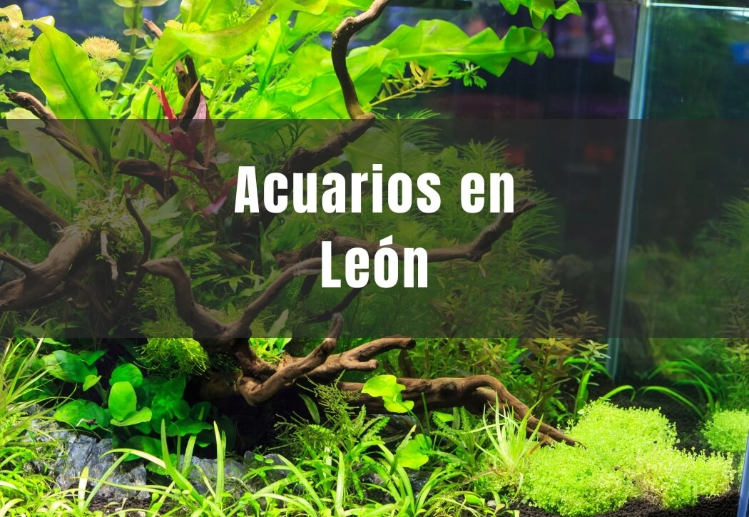Acuarios cerca de ti en León