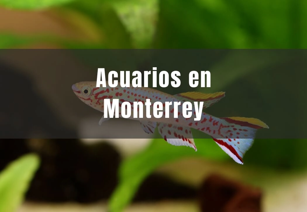 Acuarios cerca de ti en Monterrey