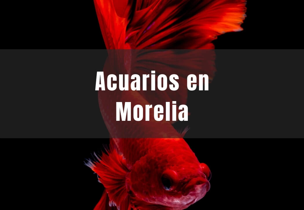 Acuarios cerca de ti en Morelia