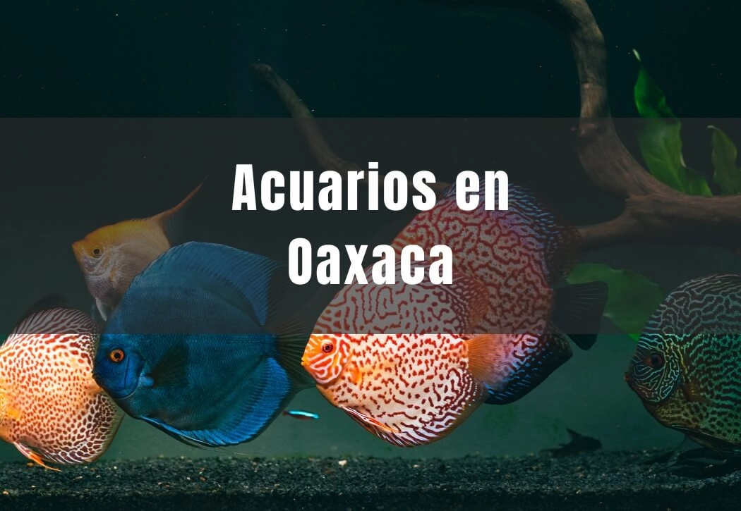 Acuarios cerca de ti en Oaxaca de Juárez