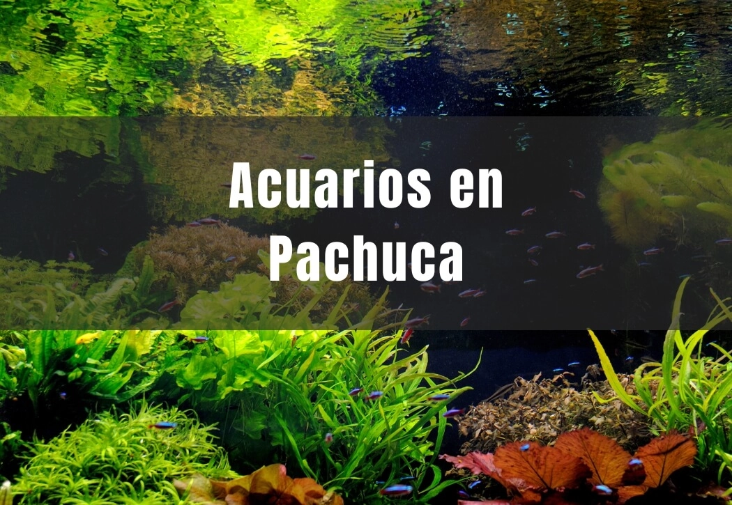 Acuarios cerca de ti en Pachuca