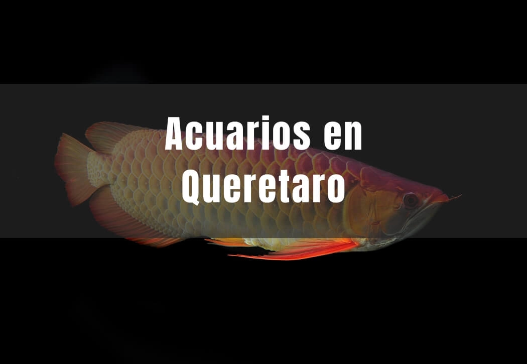 Acuarios cerca de ti en Querétaro Capital