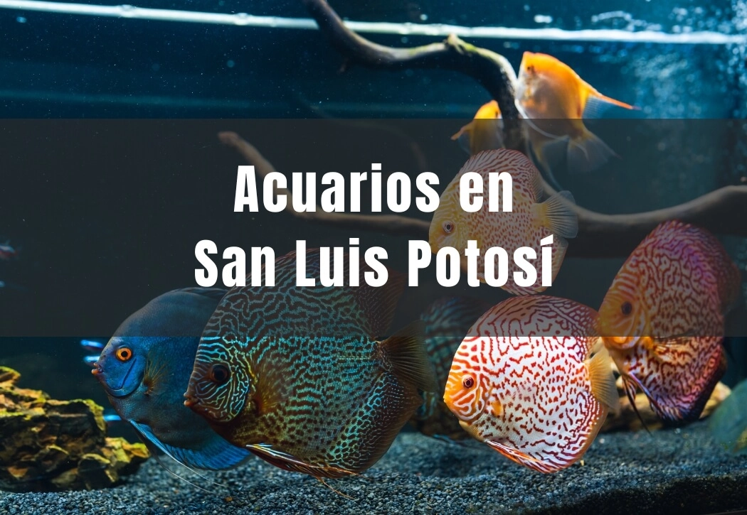 Acuarios cerca de ti en San Luis Potosí capital