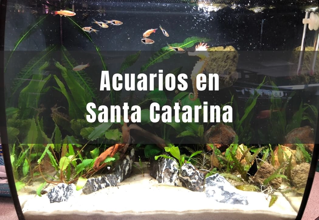 Acuarios cerca de ti en Santa Catarina