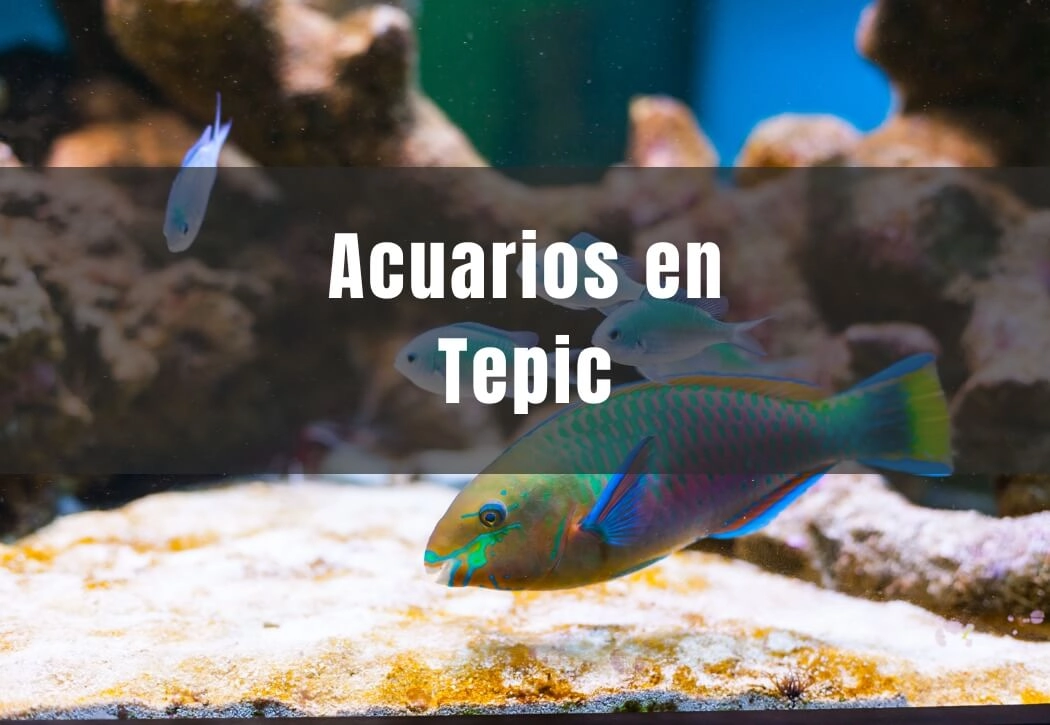 Acuarios cerca de ti en Теріс