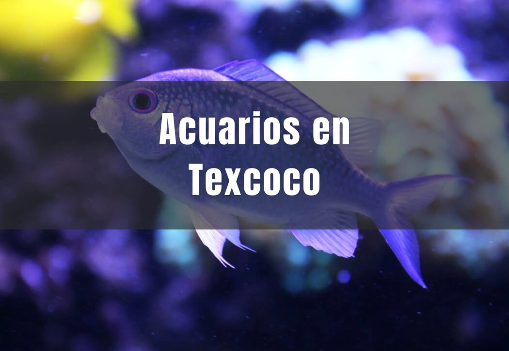 Acuarios cerca de ti en Texcoco