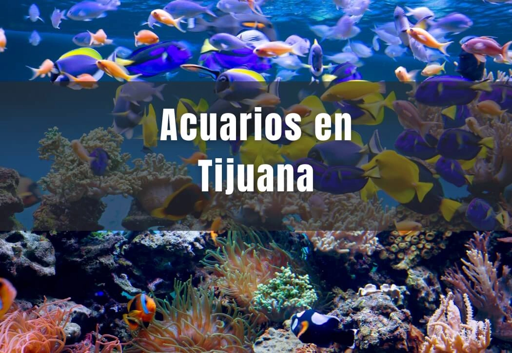 Acuarios cerca de ti en Tijuana