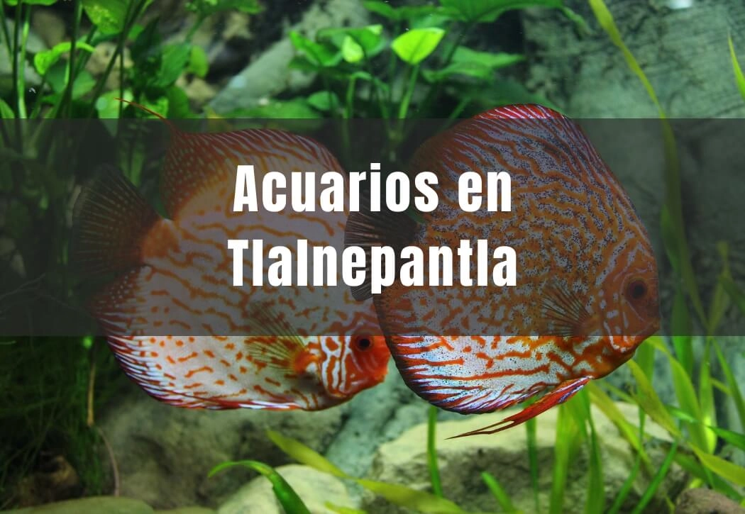 Acuarios cerca de ti en Tlalnepantla