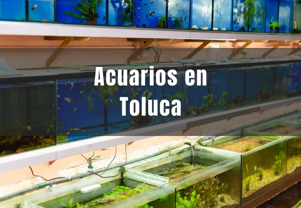 Acuarios cerca de ti en Toluca