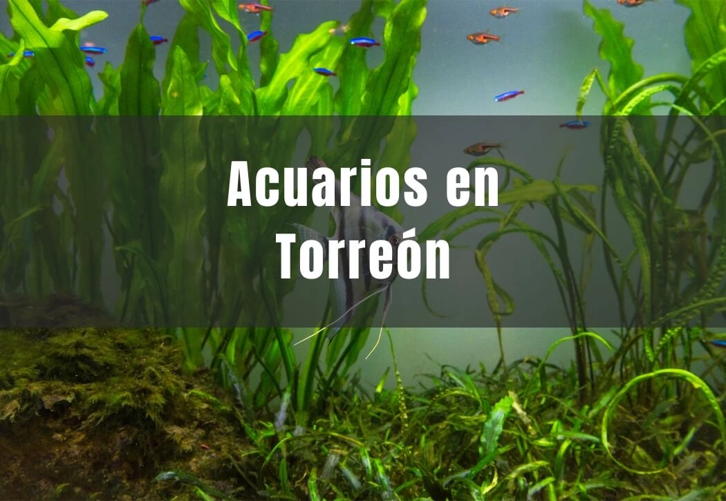Acuarios cerca de ti en Torreon