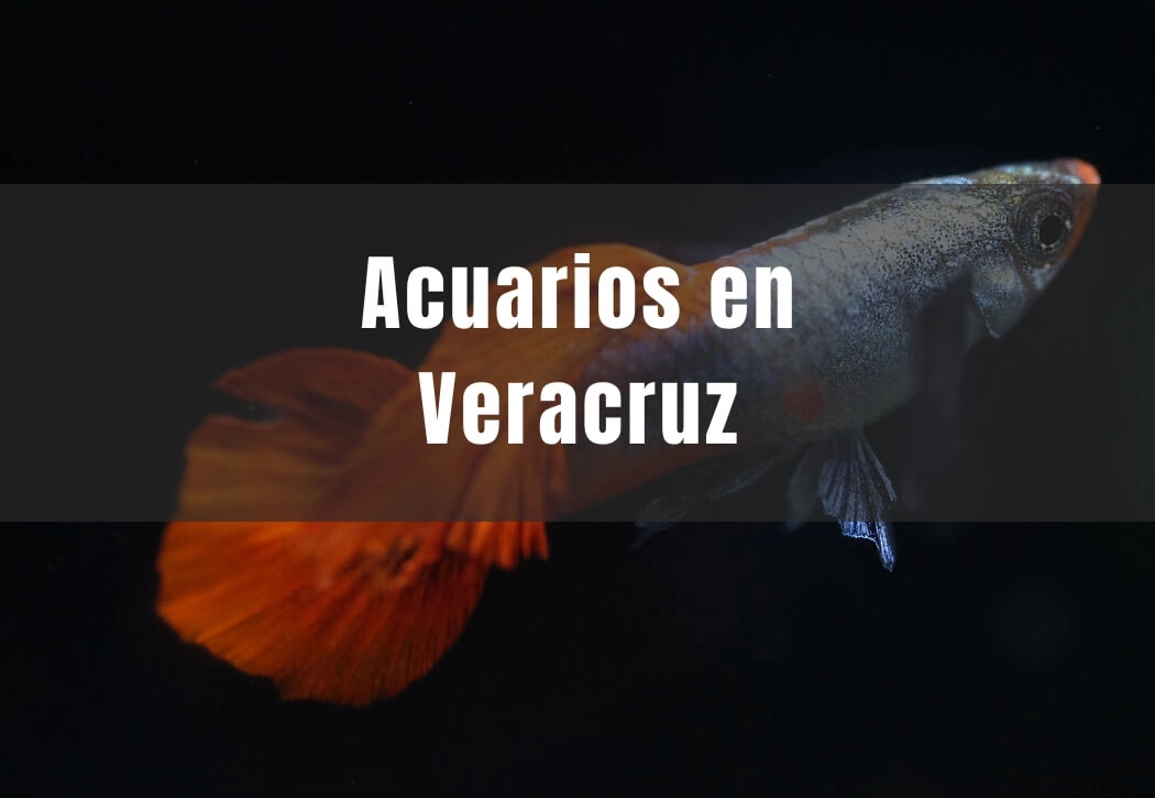 Acuarios cerca de ti en Veracruz capital
