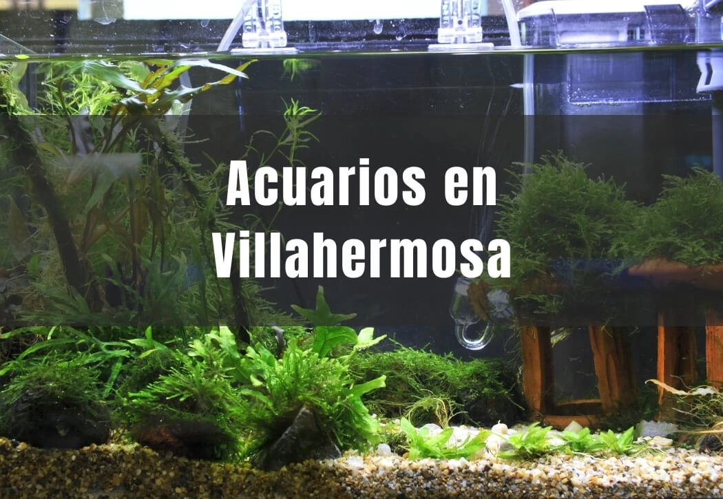 Acuarios cerca de ti en Villahermosa