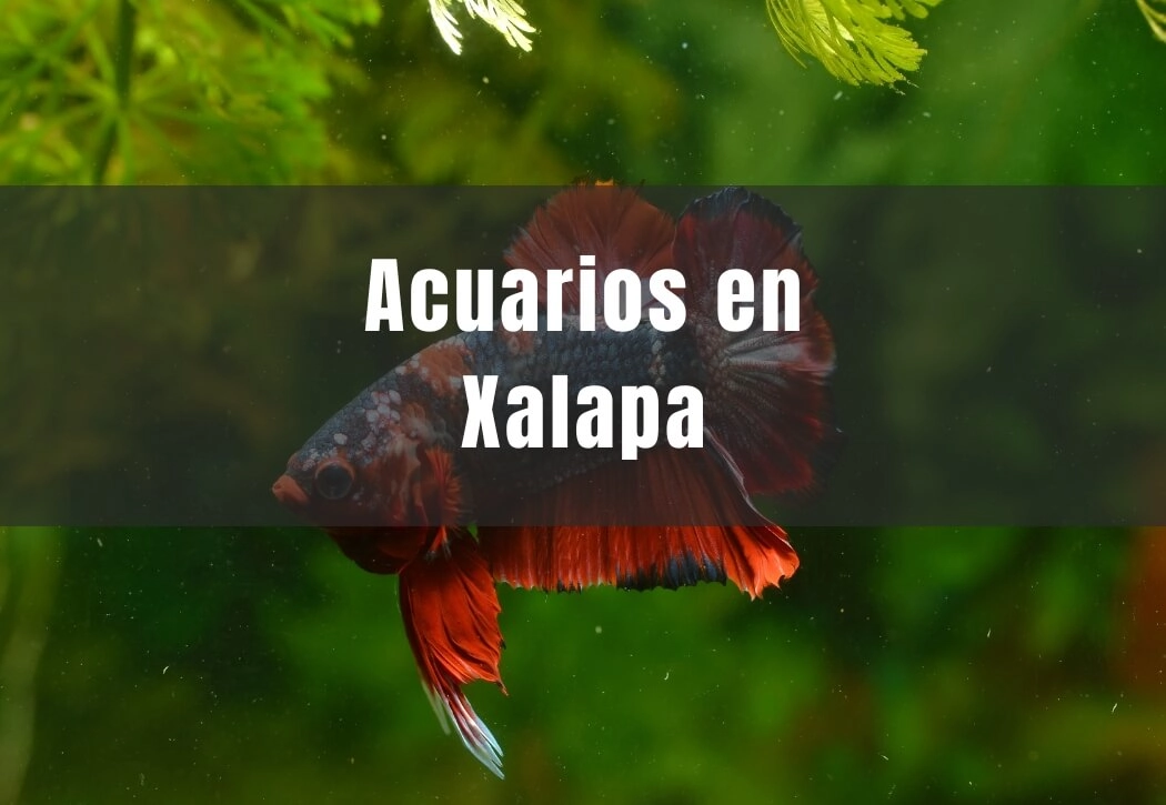 Acuarios cerca de ti en Xalapa