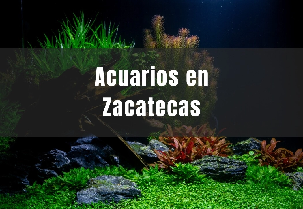 Acuarios cerca de ti en Zacatecas capital