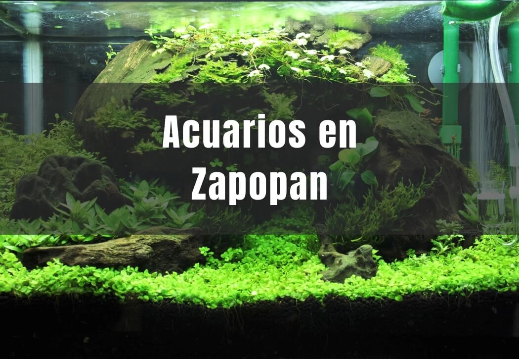 Acuarios cerca de ti en Zapopan